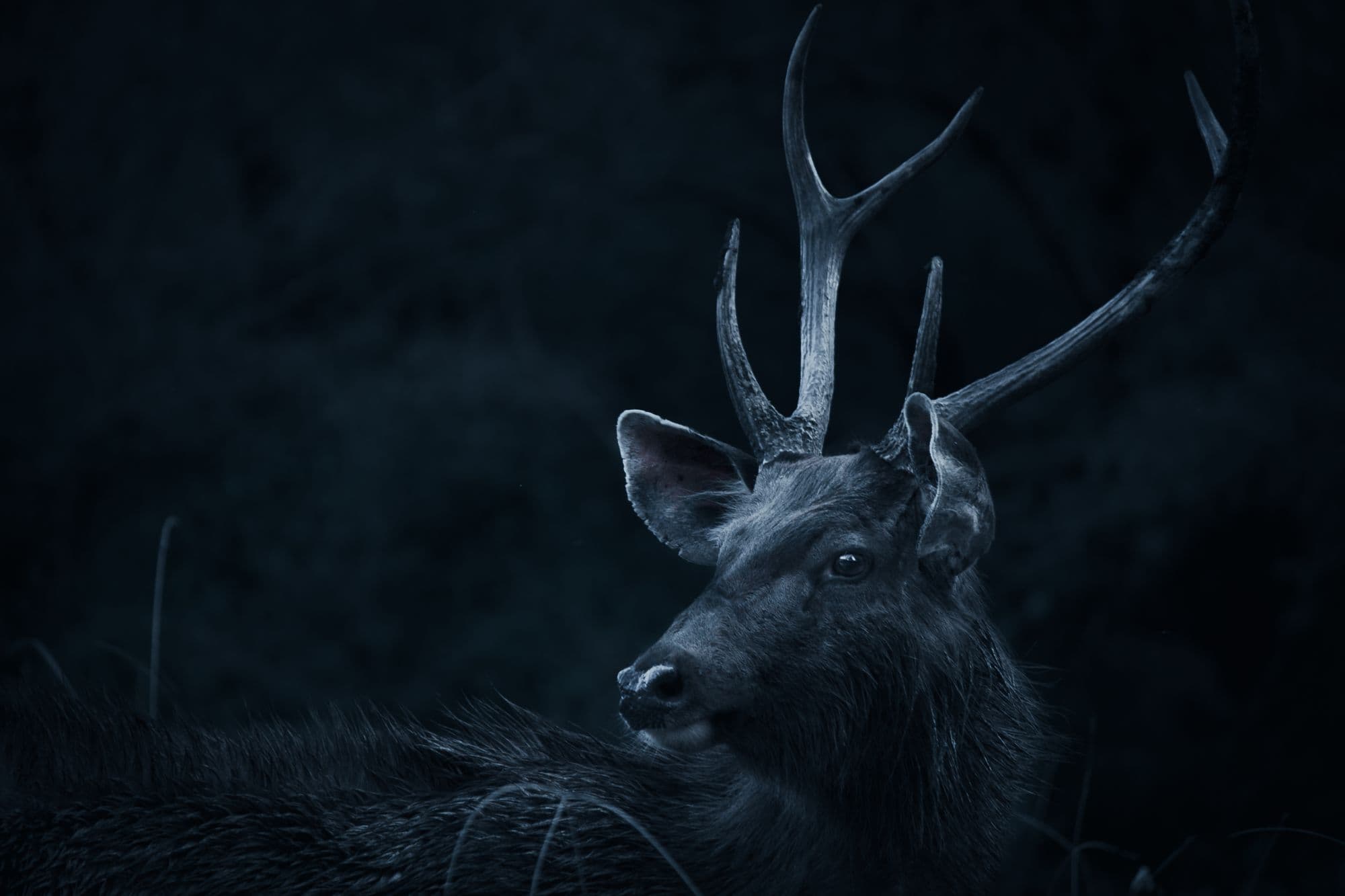 Red deer in the forest
